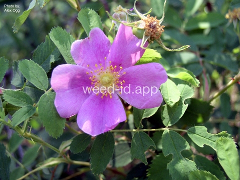 rose, prairie wild